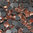 1000 rhinestones hotfix s06 color N°109 Peach 2,1mm