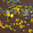 1000 rhinestones hotfix s06 color N°111 yellow 2,1mm