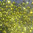 1000 rhinestones hotfix s06 color N°135 olivine 2,1mm