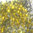 500 Strass s10 hotfix 2,9 mm couleur n°111 jaune